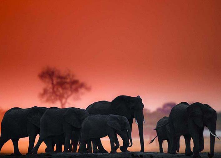 Fotógrafo sul-africano apresenta exposição sobre vida cotidiana de animais