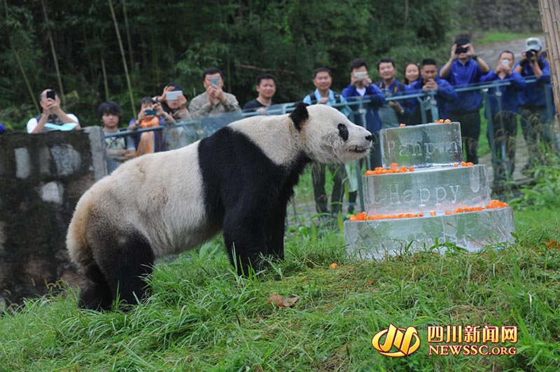 Pan Pan, o panda mais velho do mundo