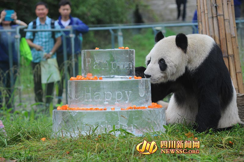 Pan Pan, o panda mais velho do mundo