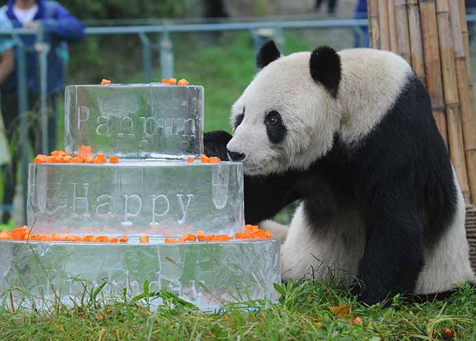 Pan Pan, o panda mais velho do mundo