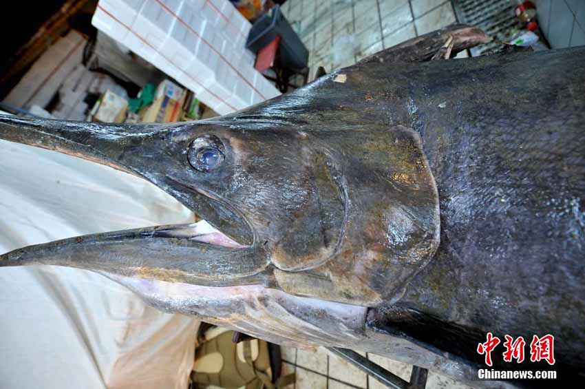 Pescador de Qingdao pega o “rei dos peixes-espadas” de 345 kg