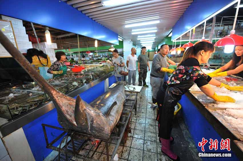 Pescador de Qingdao pega o “rei dos peixes-espadas” de 345 kg