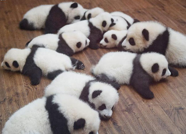 Doze crias gémeas de panda estabelecem contacto com o público na China