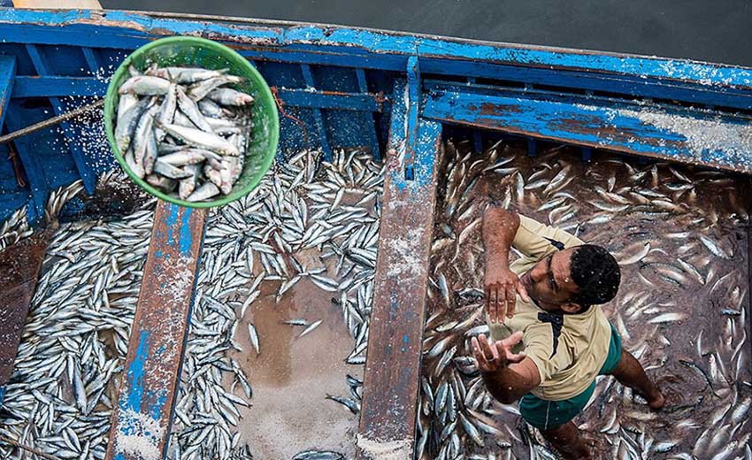 As melhores fotos do concurso National Geographic 2015