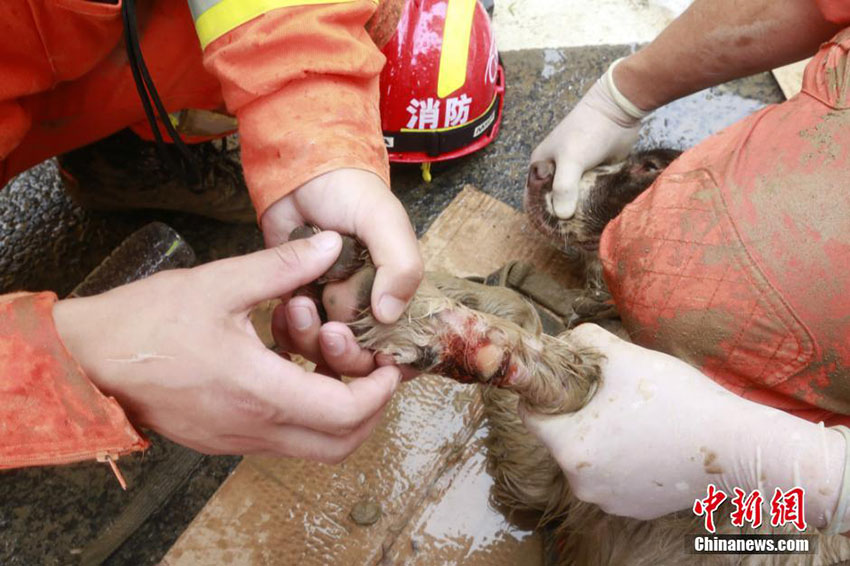Cachorros de resgate feridos continuam trabalhando em acidente de deslizamento