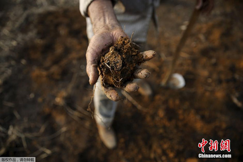 Floresta da Amazónia: século de grandes mudanças