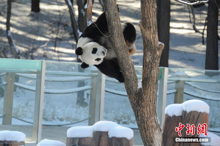 Dois pandas gigantes têm vida nova no norte da China