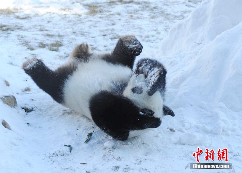 Dois pandas gigantes têm vida nova no norte da China