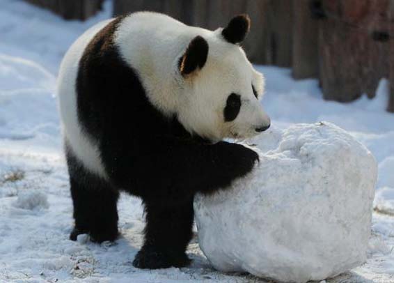 Dois pandas gigantes têm vida nova no norte da China