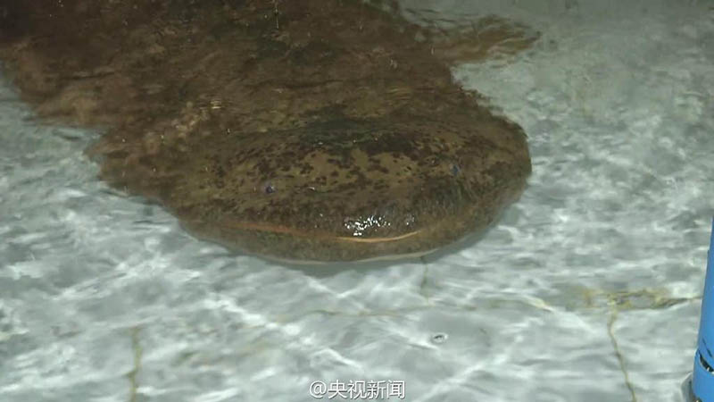 China descobre salamandra gigante de 200 anos