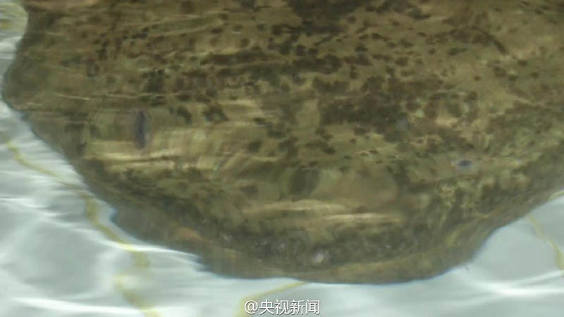 China descobre salamandra gigante de 200 anos