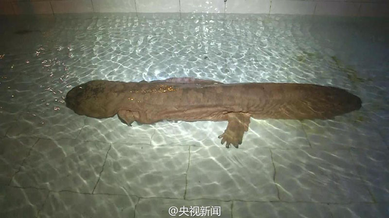 China descobre salamandra gigante de 200 anos