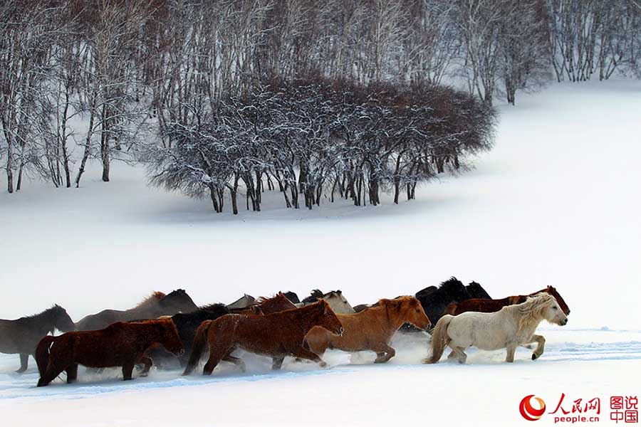 Fotos Impressionantes: Cavalos galopam em meio à neve