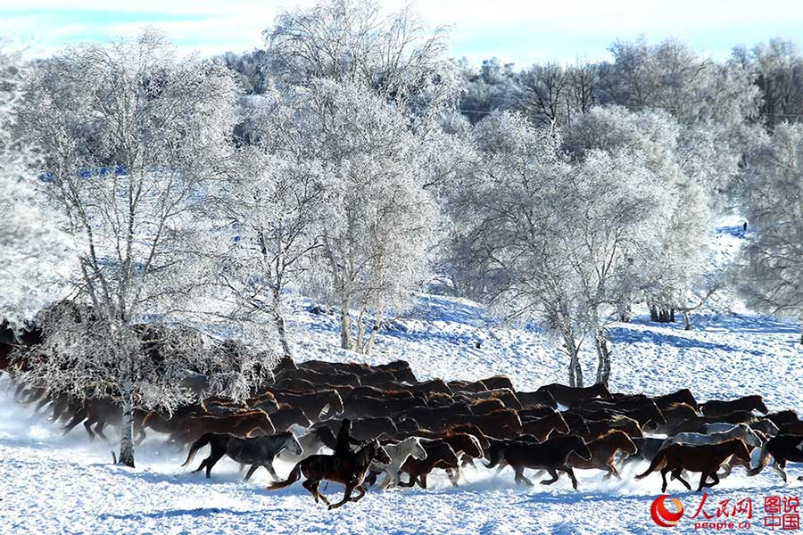 Fotos Impressionantes: Cavalos galopam em meio à neve