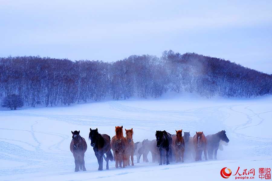 Fotos Impressionantes: Cavalos galopam em meio à neve