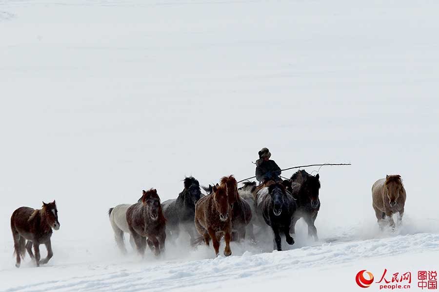 Fotos Impressionantes: Cavalos galopam em meio à neve