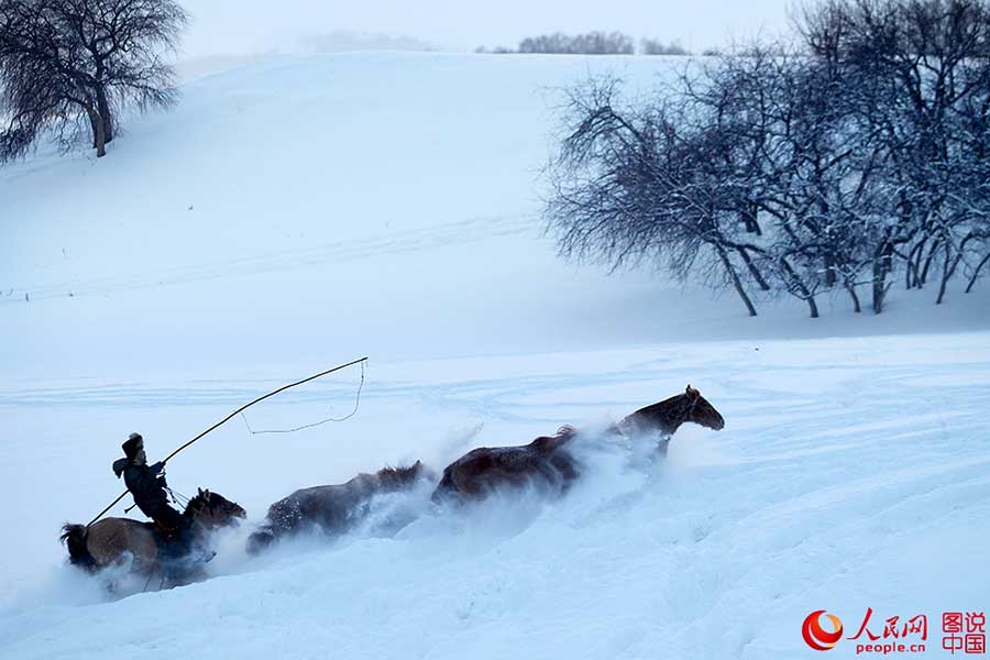 Fotos Impressionantes: Cavalos galopam em meio à neve