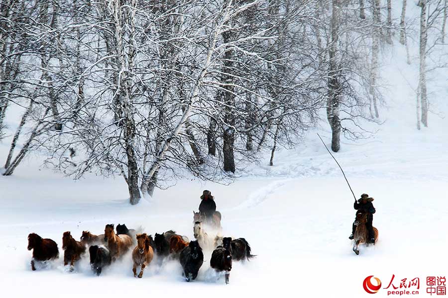 Fotos Impressionantes: Cavalos galopam em meio à neve