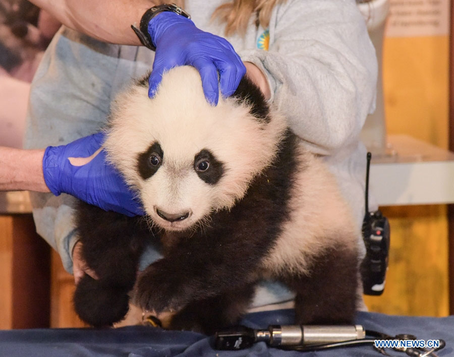 Panda “Bei Bei” de 4 meses recebe exame físico