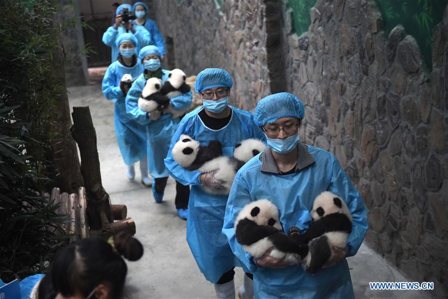 China tem 422 pandas gigantes em cativeiro