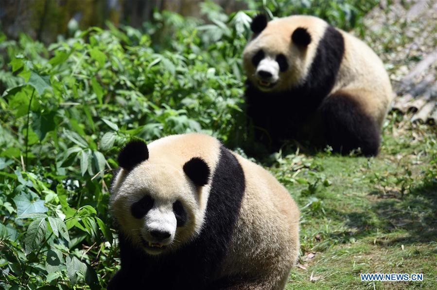 China tem 422 pandas gigantes em cativeiro