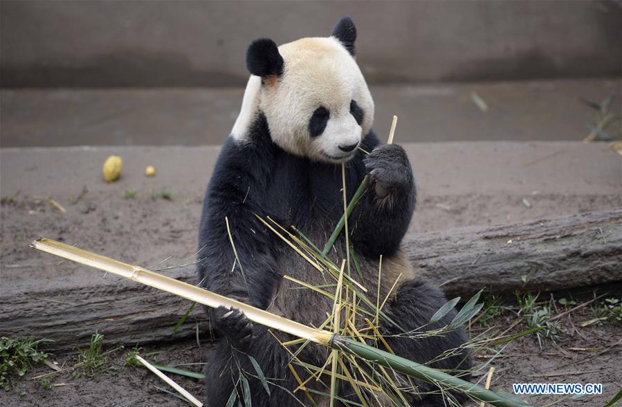 China tem 422 pandas gigantes em cativeiro