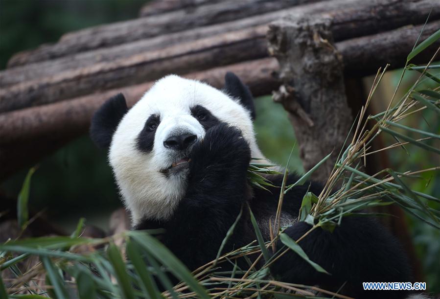 China tem 422 pandas gigantes em cativeiro