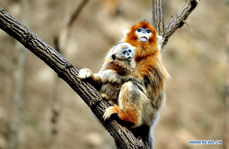 Macacos dourados no santuário do Panda-gigante em Shaanxi