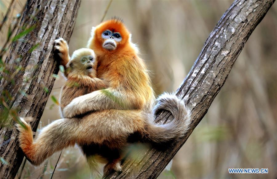 Macacos dourados no santuário do Panda-gigante em Shaanxi