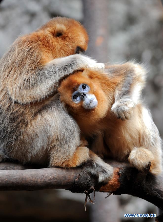 Macacos dourados no santuário do Panda-gigante em Shaanxi