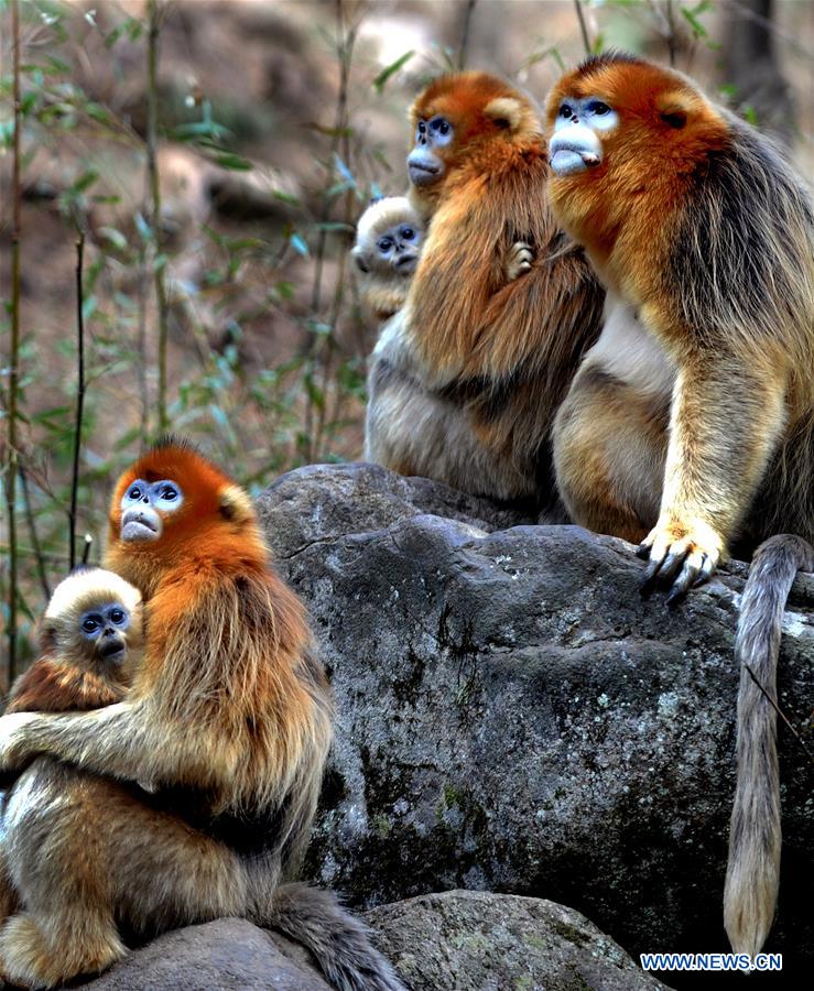 Macacos dourados no santuário do Panda-gigante em Shaanxi