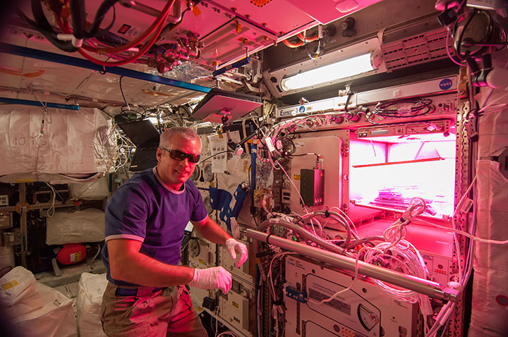 Astronautas testemunham o primeiro brotar de uma flor no espaço