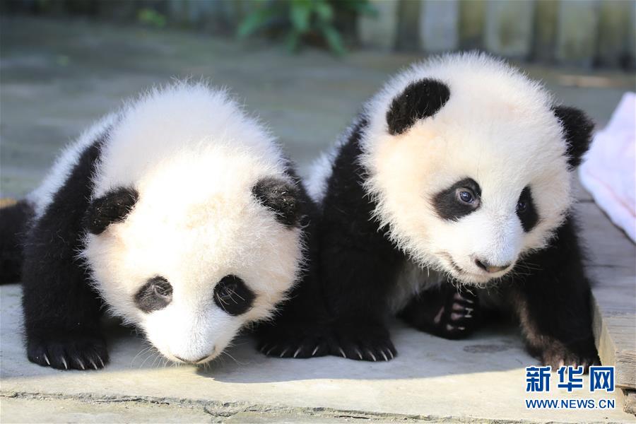 Filhotes gêmeas de panda gigante são batizadas de 