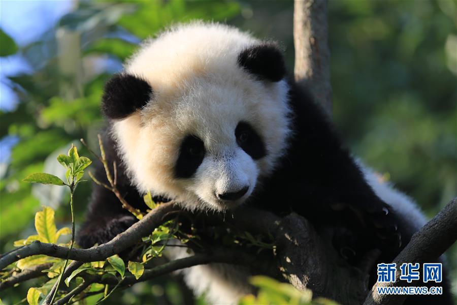 Filhotes gêmeas de panda gigante são batizadas de 