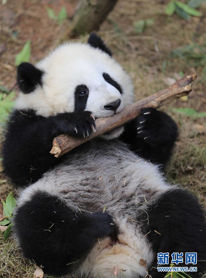 Filhotes gêmeas de panda gigante são batizadas de 