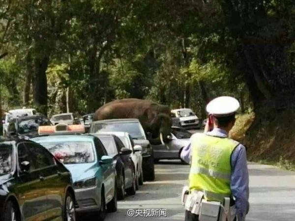 Elefante selvagem erra caminho, entra em estrada e destrói 15 carros