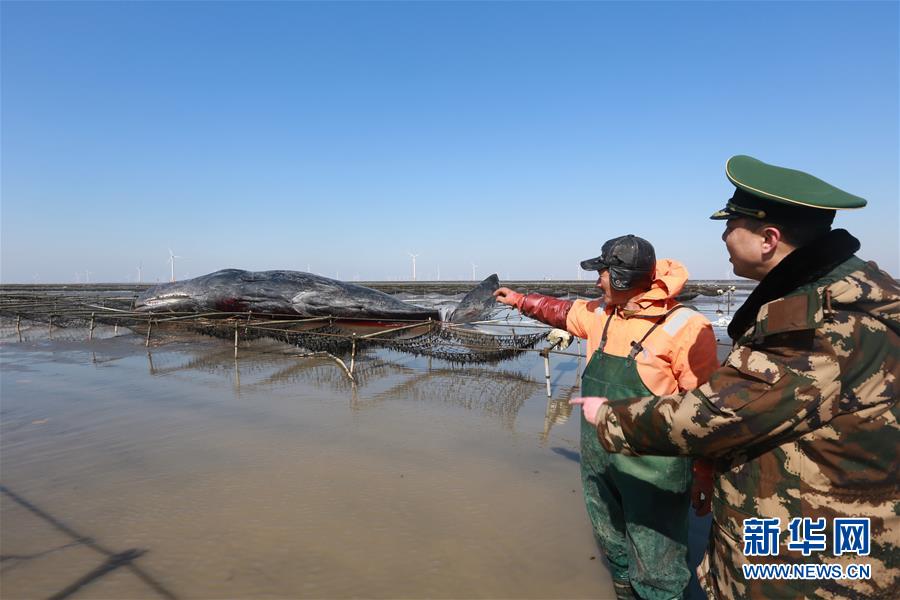 Cachalote sem vida dá à costa em Nantong