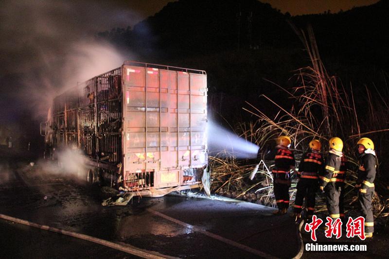 Incêndio num caminhão provoca a morte de 300 ovelhas