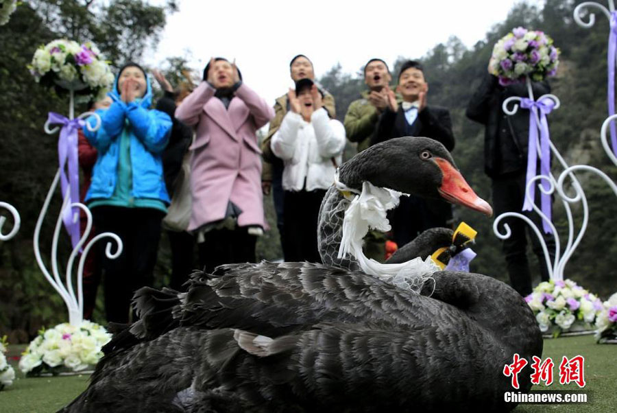 Dois cisnes pretos se “casam” em Hunan