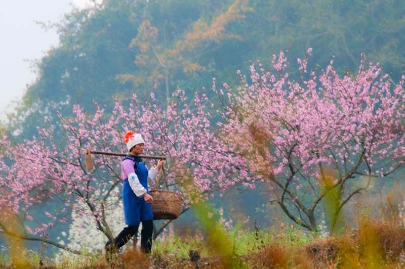 Aldeia Bamei: o vale lendário das flores de pessegueiro