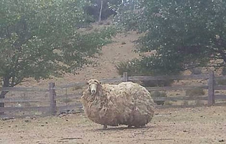 Ovelha gigante da Austrália