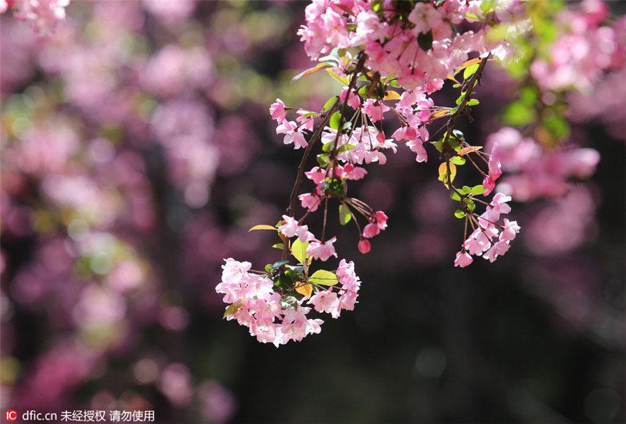 Flores de Cerejeira florescem no sul da China