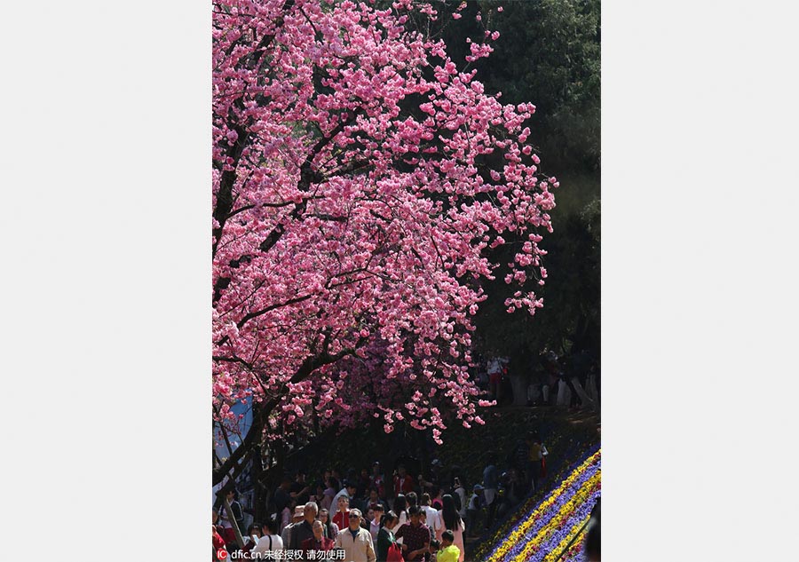 Flores de Cerejeira florescem no sul da China