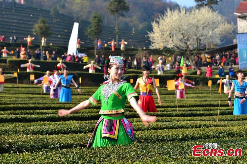 Colheita de chá da primavera começa no centro da China