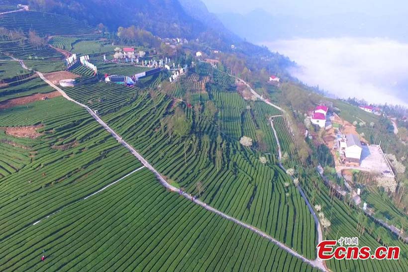 Colheita de chá da primavera começa no centro da China