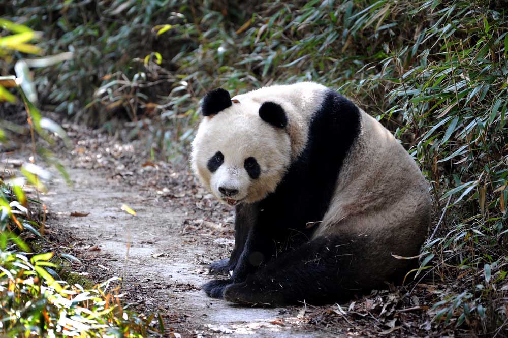 Pandas selvagens vistos no noroeste da China