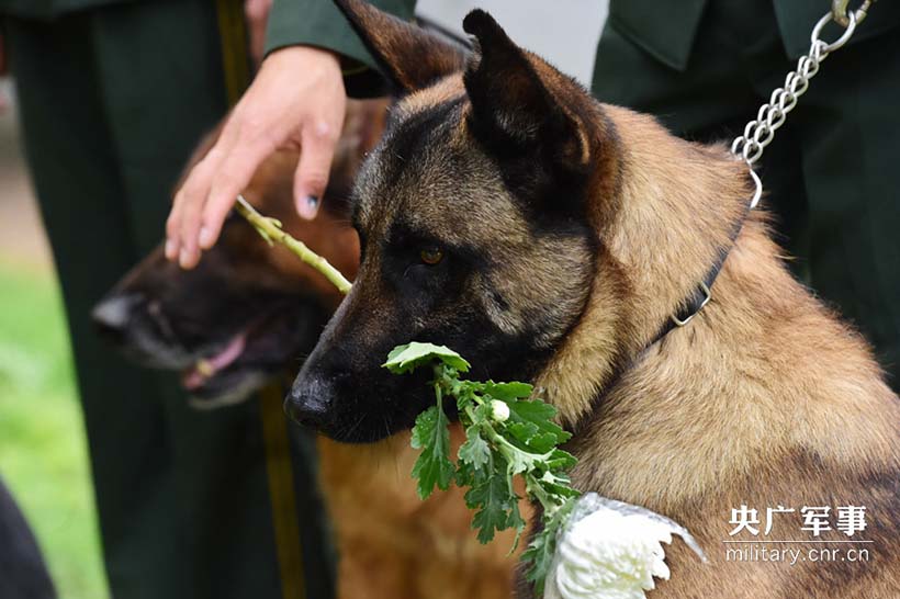 Soldados prestam homenagem aos cães policiais heróis