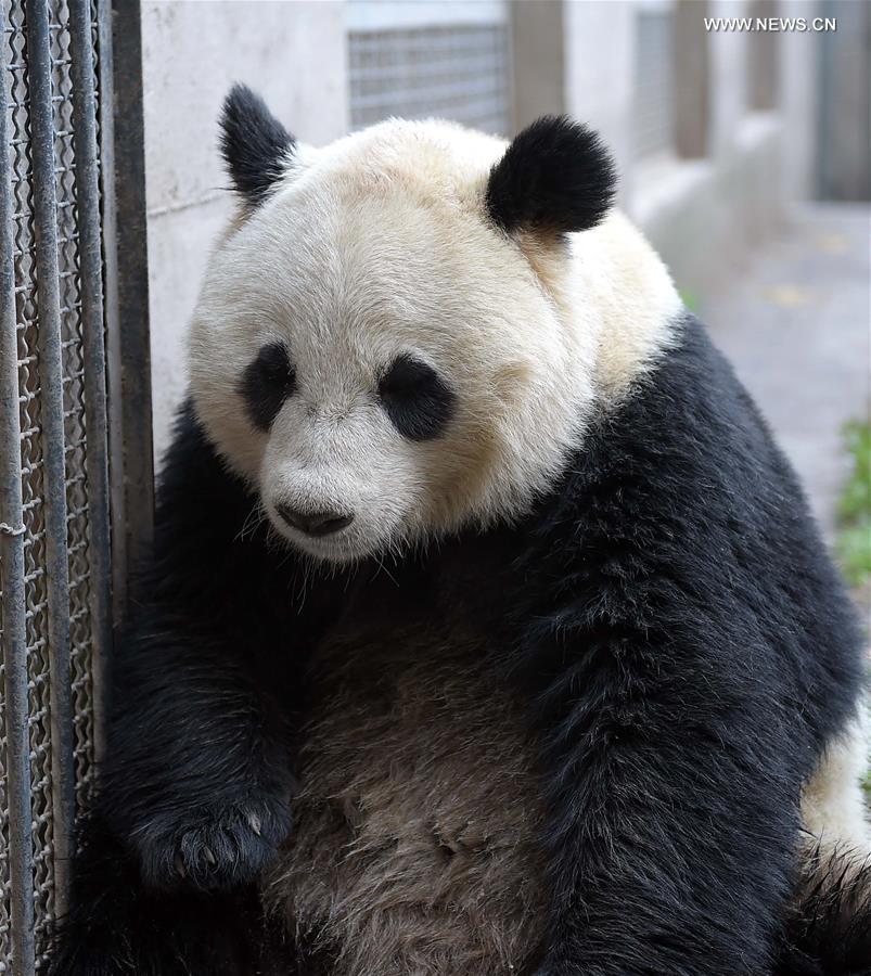 Pandas gigantes em cativeiro na China entram em época de acasalamento