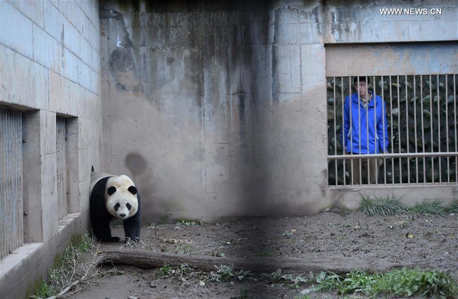 Pandas gigantes em cativeiro na China entram em época de acasalamento