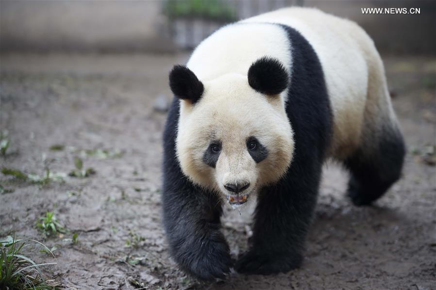 Pandas gigantes em cativeiro na China entram em época de acasalamento